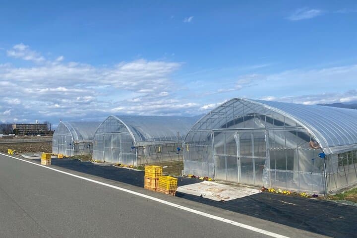 All-you-can-eat picking of organic strawberries in Yamanashi — photo 3
