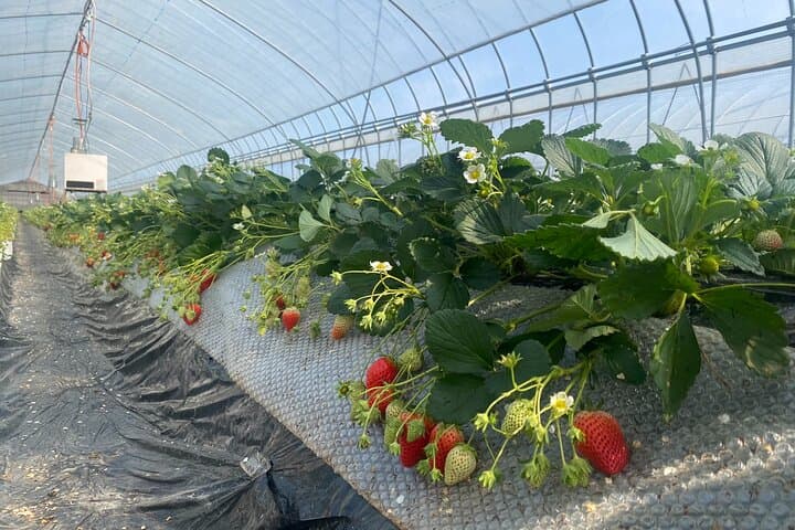 All-you-can-eat picking of organic strawberries in Yamanashi — photo 5