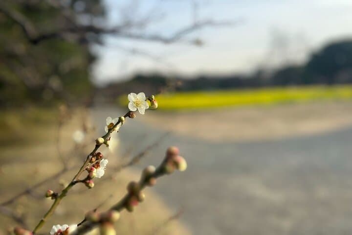 Hama-rikyu Gardens Walking Tour with Matcha& Japanese Sweets — photo 3