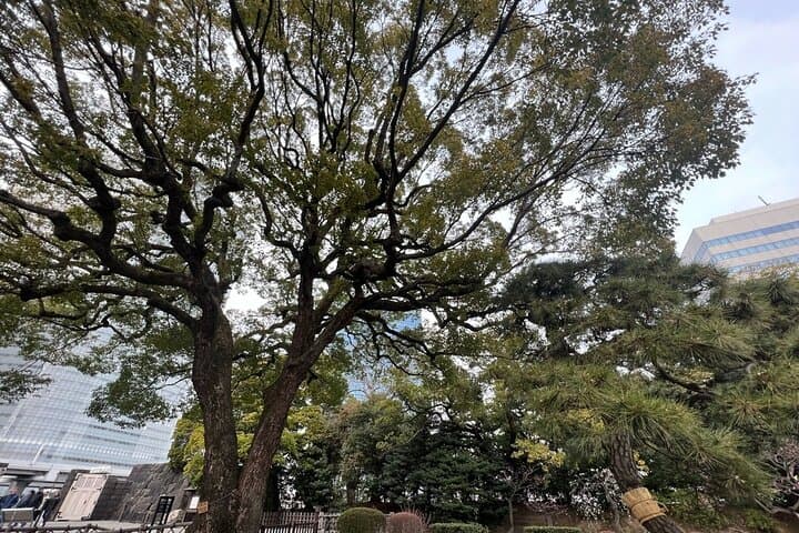 Hama-rikyu Gardens Walking Tour with Matcha& Japanese Sweets — photo 17