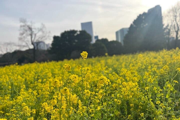 Hama-rikyu Gardens Walking Tour with Matcha& Japanese Sweets — photo 6