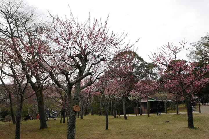 Nara Todaiji Kasuga Taisha Private Full Day Tour From Kyoto — photo 4