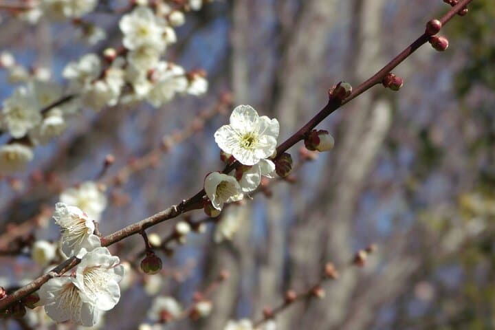 Private Walking tour, Tokyo Great Buddha, Botanical Garden, etc. — photo 14