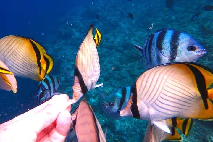 Blue cave snorkel & banana boat by boat — photo 18