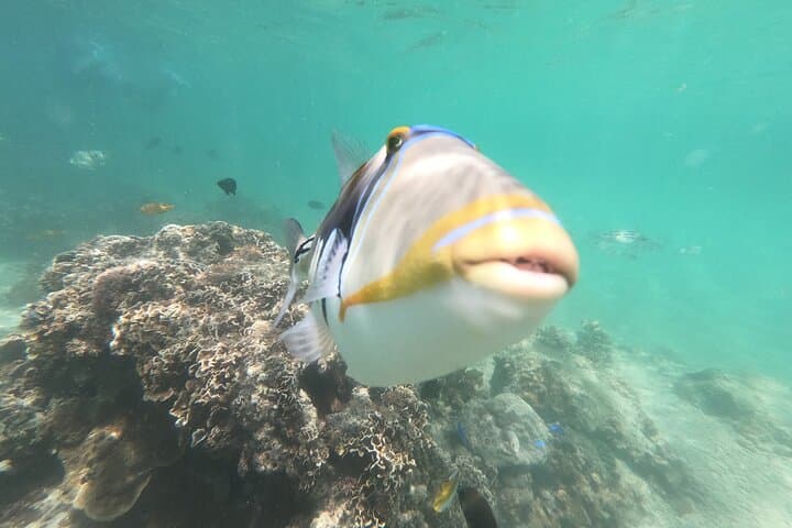 Private Snorkeling Experience in Yambaru (North Okinawa) — photo 11