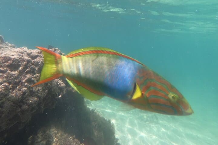 Private Snorkeling Experience in Yambaru (North Okinawa) — photo 6
