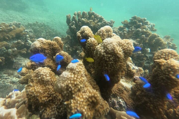 Private Snorkeling Experience in Yambaru (North Okinawa) — photo 17