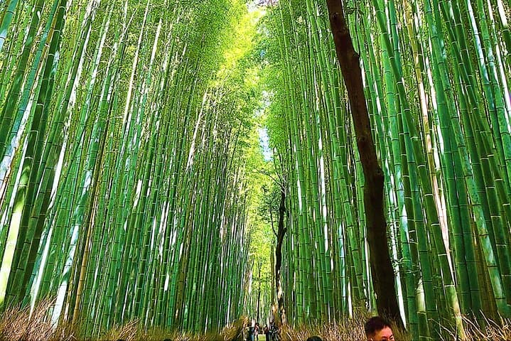 Kyoto Full Course Tour: Explore 10 Must-See Sights & Hidden Gems — photo 2