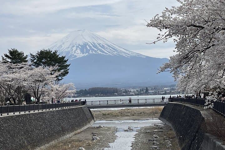 Mt. Fuji and Lake Kawaguchi Sakura Festival Sightseeing Tour — photo 4