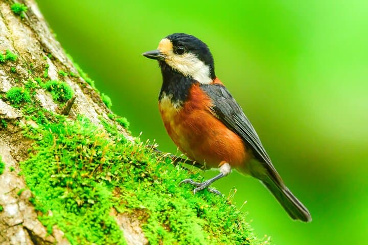 Bird Watching in the Nature Around Nikko Toshogu Shrine — photo 2