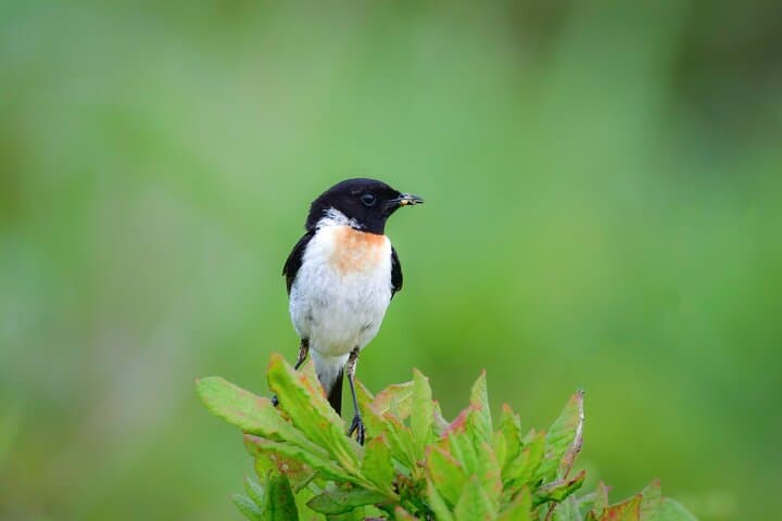 Bird Watching in the Nature Around Nikko Toshogu Shrine — photo 3