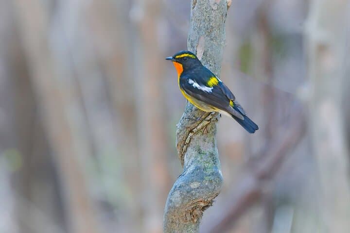 Bird Watching in the Nature Around Nikko Toshogu Shrine — photo 4