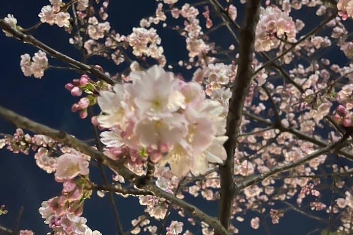 Private Kimono Cultural and Historical Walk in Kabukicho — photo 6