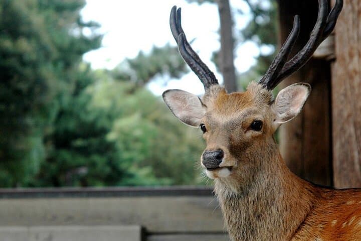 Nara Private Tour: Flexible Pickup from Kyoto, Osaka, or Nara — photo 5