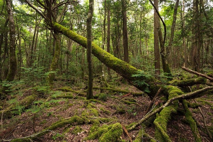 Mt. Fuji Aokigahara Forest Tour with Licensed Guide and Vehicle