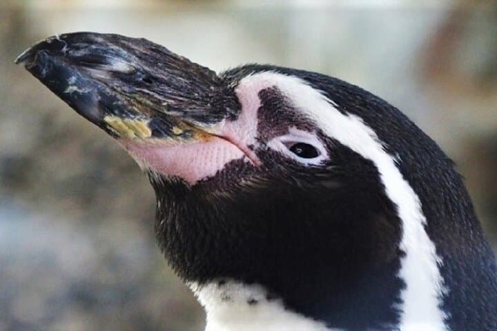 Hokkaido Asahiyama Zoo, Furano and Biei Bus Tour — photo 10