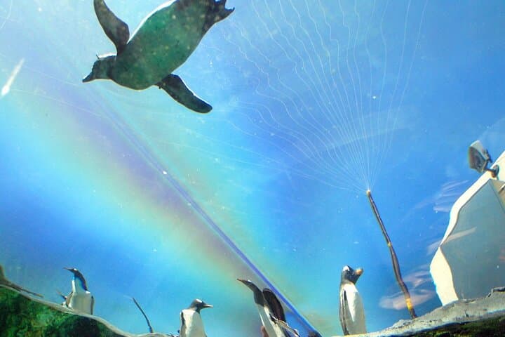 Hokkaido Asahiyama Zoo, Furano and Biei Bus Tour — photo 5