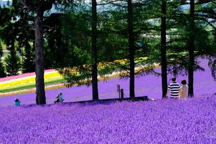 Hokkaido Asahiyama Zoo, Furano and Biei Bus Tour