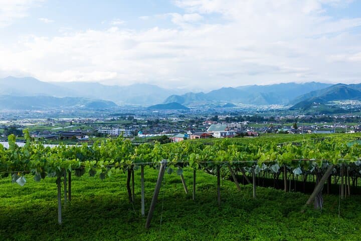 Yamanashi Koshu Winery Private Tour with Licensed Guide & Vehicle — photo 6