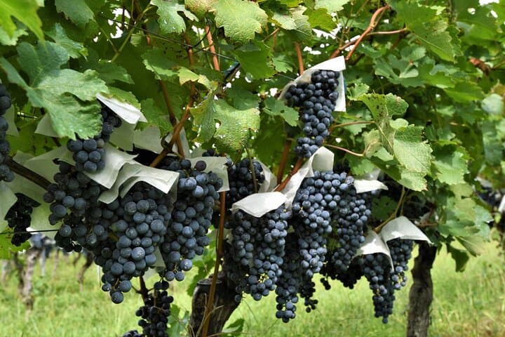 Yamanashi Koshu Winery Private Tour with Licensed Guide & Vehicle — photo 5