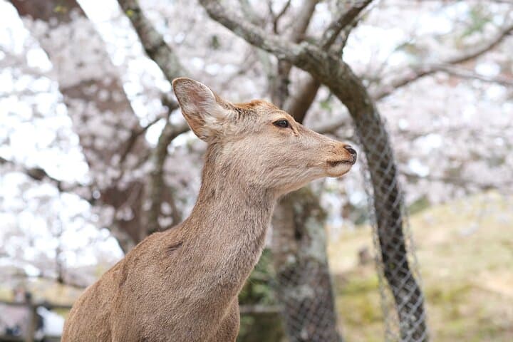 Full Day Nara E bike Tour and Osaka History Food Tour — photo 11