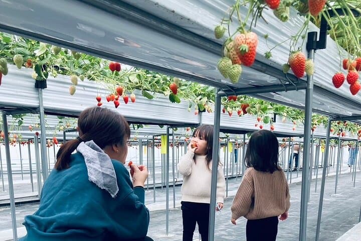 All You Can Eat Strawberry Picking in Izumisano Osaka — photo 5
