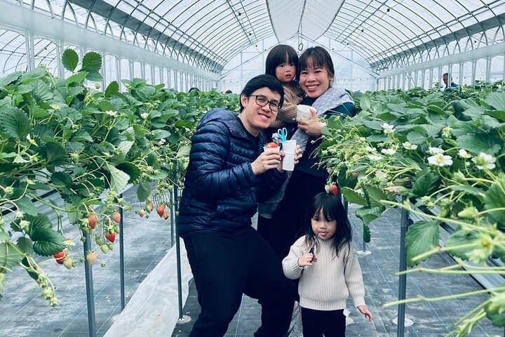 All You Can Eat Strawberry Picking in Izumisano Osaka — photo 4