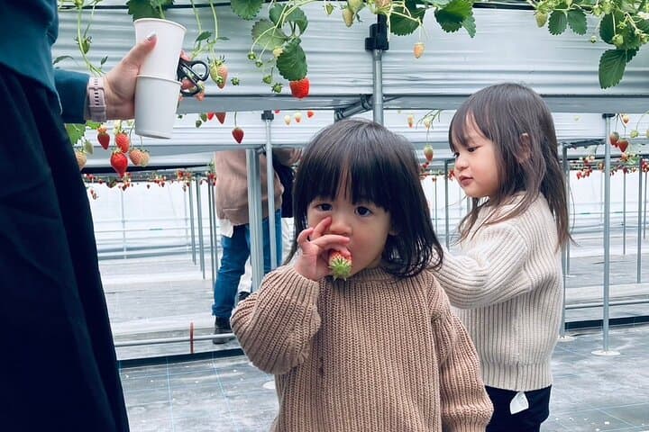 All You Can Eat Strawberry Picking in Izumisano Osaka — photo 8