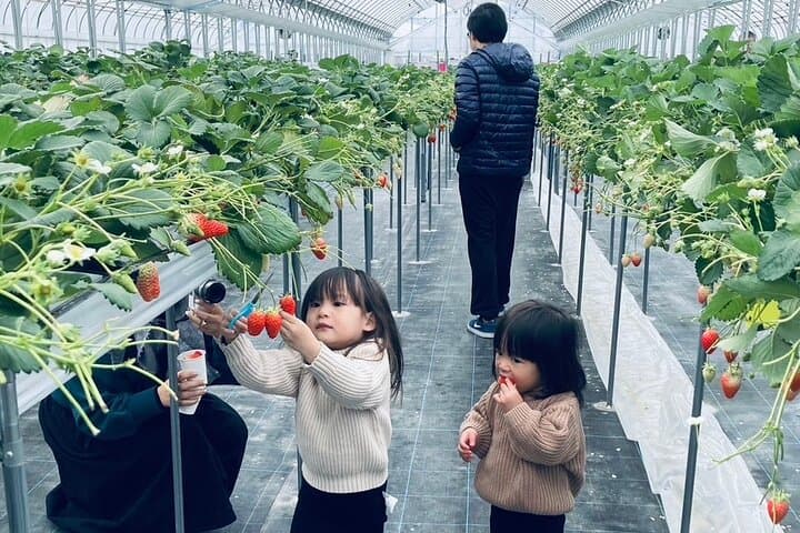 All You Can Eat Strawberry Picking in Izumisano Osaka — photo 9