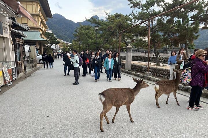 Private Guided Tour to Miyajima from Osaka or Kyoto — photo 14
