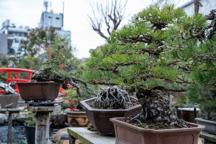 Make Your Own Bonsai with a Professional Bonsai Artist in Tokyo — photo 4