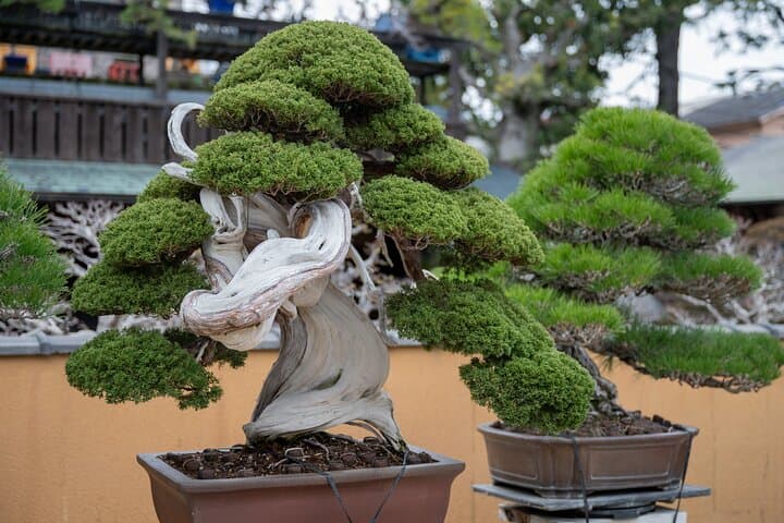 Make Your Own Bonsai with a Professional Bonsai Artist in Tokyo — photo 7
