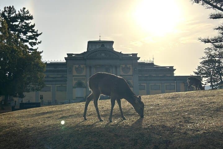 Nara Early Morning Tour (Kyoto or Osaka Departure Available) — photo 8