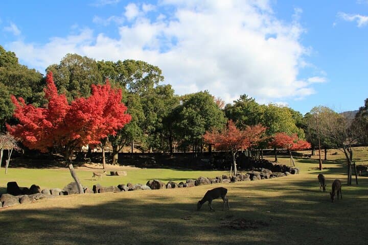 Kansai Area City to City Transfer — photo 13