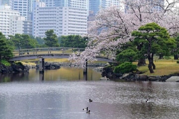 Hamarikyu Gardens — Japanese Garden Wellness Experience — photo 5