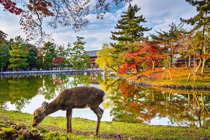 One Day Customizable car charter in Nara (No guide, 10hrs) — photo 4
