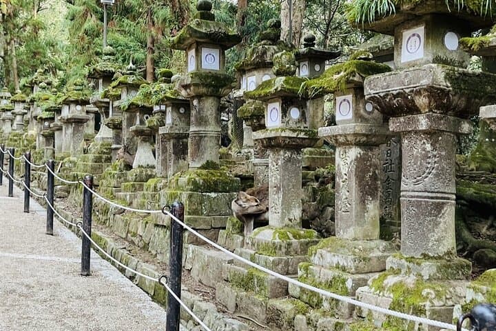 Nara Day Tour: Todai-ji, Kasuga Taisha & Sacred Deer Walk — photo 8