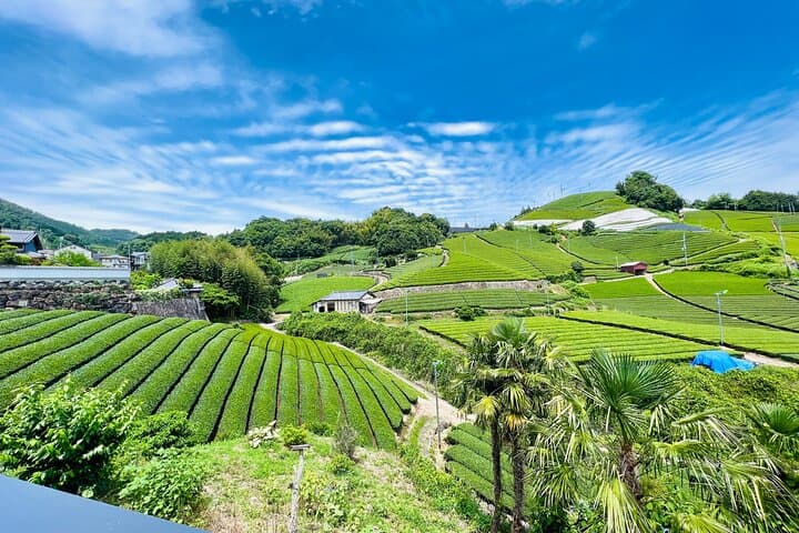 7hr Private Wazuka True Hidden Kyoto Matcha Farm Experience — photo 4