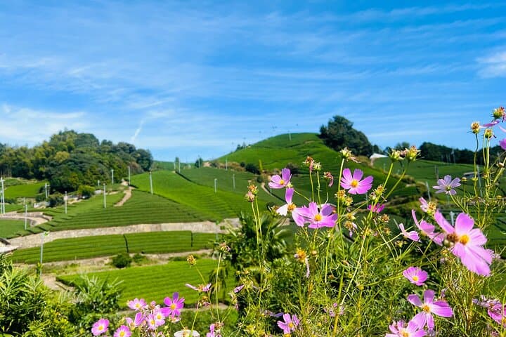7hr Private Wazuka True Hidden Kyoto Matcha Farm Experience — photo 6
