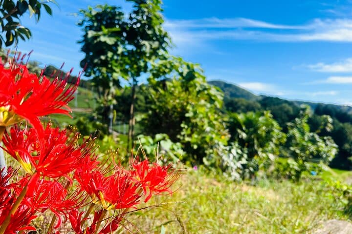 7hr Private Wazuka True Hidden Kyoto Matcha Farm Experience — photo 8