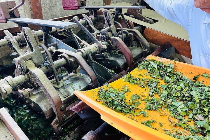 7hr Private Wazuka True Hidden Kyoto Matcha Farm Experience — photo 13