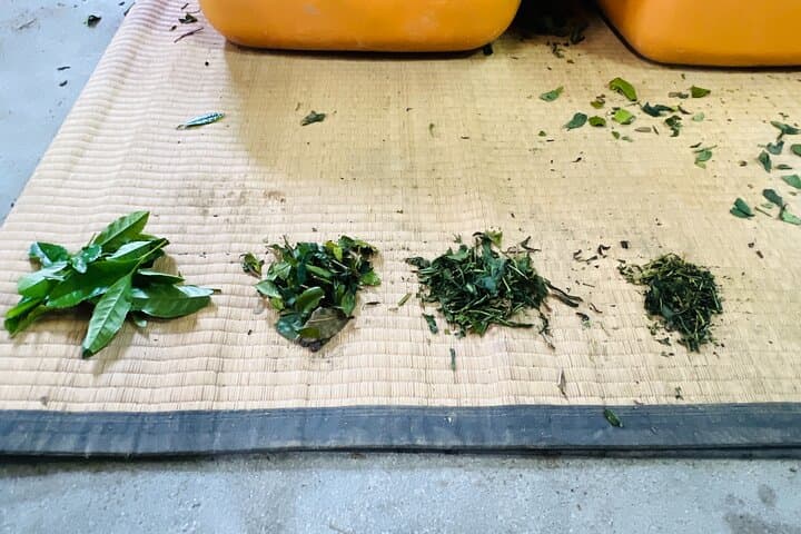 7hr Private Wazuka True Hidden Kyoto Matcha Farm Experience — photo 14