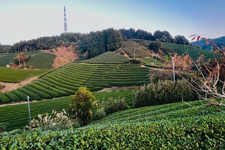 7hr Private Wazuka True Hidden Kyoto Matcha Farm Experience — photo 18