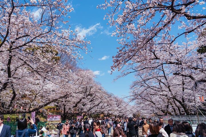 Private & Customizable Tokyo Tour (10 Hours) with English Driver — photo 16