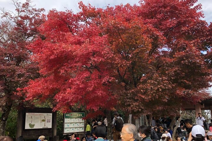 Mt. Takao Hiking Tour With Licensed Guide — photo 3