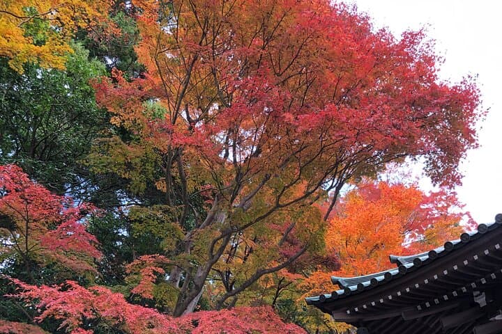 Mt. Takao Hiking Tour With Licensed Guide — photo 4