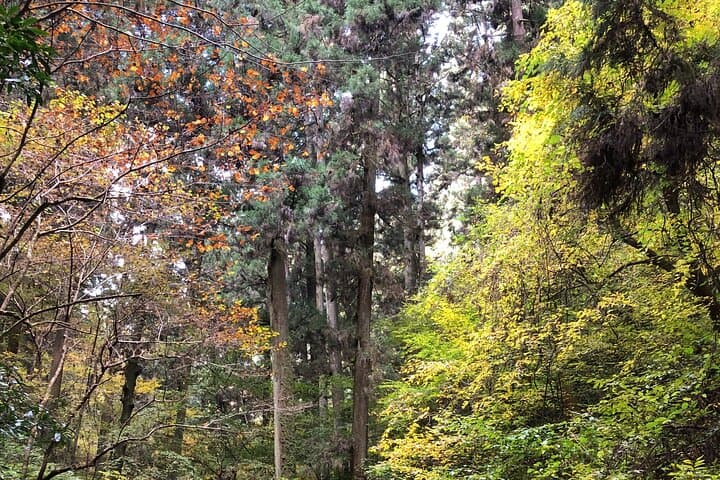 Mt. Takao Hiking Tour With Licensed Guide — photo 5