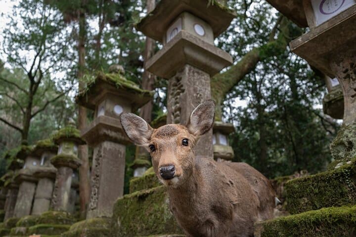 Guided Tour of Todai ji and Nara Park (Guide in Spanish) — photo 5