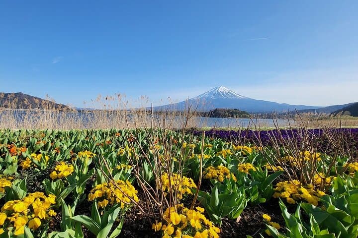 Mount Fuji Adventures Private English Tour With Hotel Pick Up — photo 11