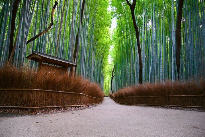 Private Day Tour - Kyoto Arashiyama & Bamboo Forest Perfect Tour! — photo 5